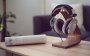 Kõrvaklapid Beyerdynamic DT-990 Edition (32 oomi) - Pilt 7 / thumb